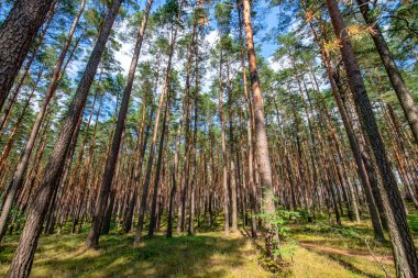 Çam ormanlarında bir patika, Bory Tucholskie 'de yaşlı ağaçlar, Polonya