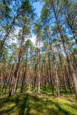 Çam ormanlarında bir patika, Bory Tucholskie 'de yaşlı ağaçlar, Polonya