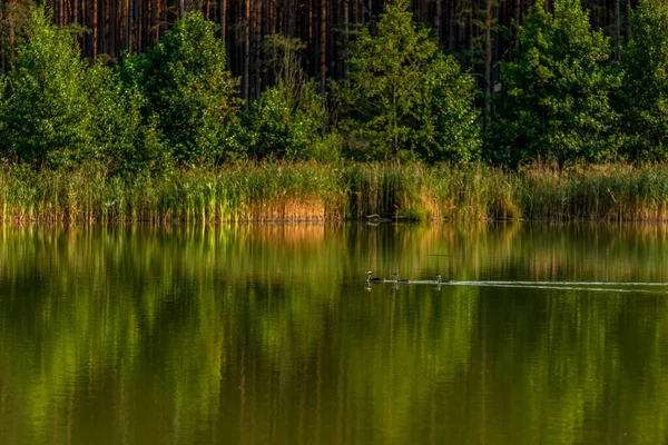 Uma Família Verdes Pretos Lago Tranquilo — Fotografia de Stock