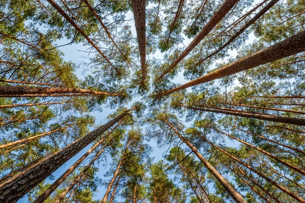 Rosette çam ağacı taçlarından yapılmış - yukarı bak