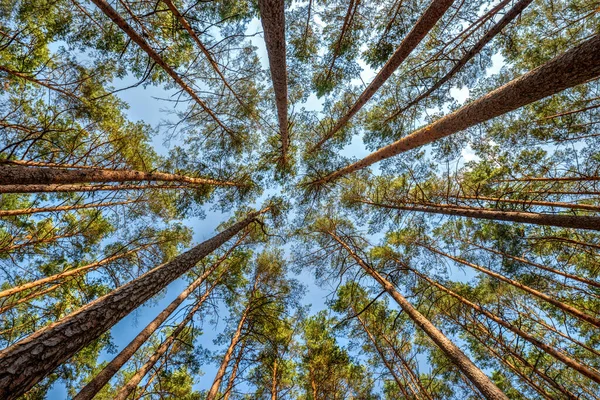 Rosette çam ağacı taçlarından yapılmış - yukarı bak