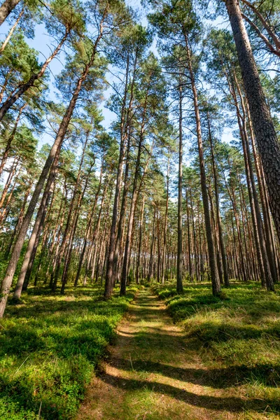 Eski çam ağaçları arasında dar bir orman yolu.