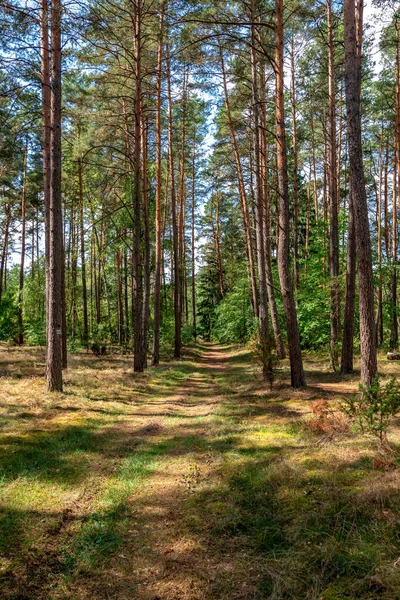 Bory Tucholskie 'deki eski çamlar. Ormanın derinliklerine giden bir yol.