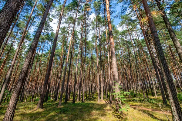 Çam ormanlarında bir patika, Bory Tucholskie 'de yaşlı ağaçlar, Polonya