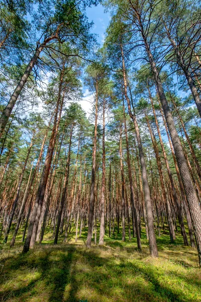 Çam ormanlarında bir patika, Bory Tucholskie 'de yaşlı ağaçlar, Polonya