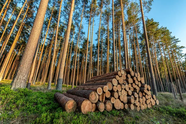 Una Pila Árboles Talados Bosque Pinos — Foto de Stock