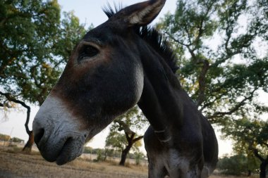 Şirin bir meraklı eşek bir alanda açık profil