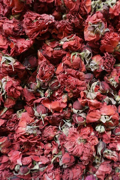赤いバラのつぼみの花茶 — ストック写真