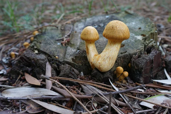 Nice autumn mushroom growing on forest floor