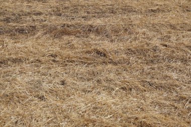 Altın Kamış ve Saman Tarlası                               