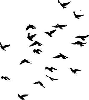Uçan Hayalet Kuş Sürüsü