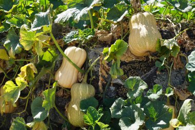 Butternut Squash Growing on Vines       