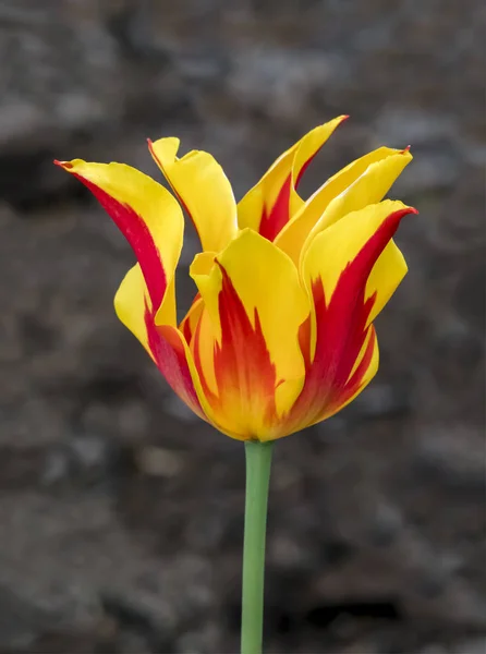 Uma Tulipa Amarela Vermelha Vívida Com Pétalas Beliscadas Floresce Jardim — Fotografia de Stock