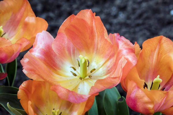 Hermosos Tulipanes Tonos Coral Florecen Jardín Primavera — Foto de Stock