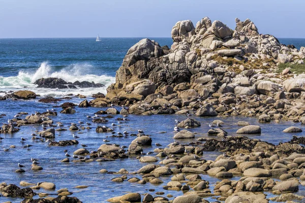 Seagulls Rest Rocks Surrounded Tide Pools Ocean Waves Crash Sailboat — Stock Photo, Image
