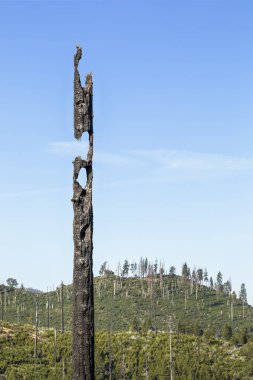 Foresta içinde California'nın Yosemite yakınındaki yıllar bir orman kovduktan sonra hala bir yanık ağaç gövdesi geçerli 