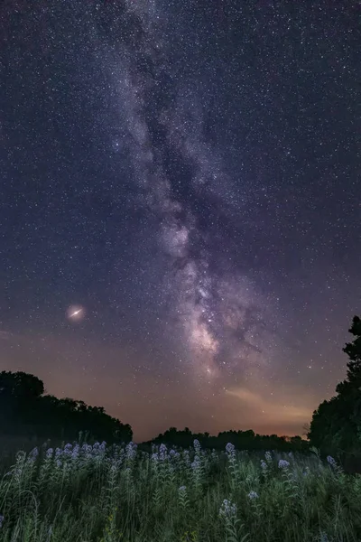 Flores Silvestres Florecen Bajo Cielo Una Noche Verano Adornadas Con —  Fotos de Stock