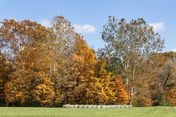 Rolls Hay Edge Field Topped Colorful Tall Trees Displaying Beautiful — Stock Photo, Image