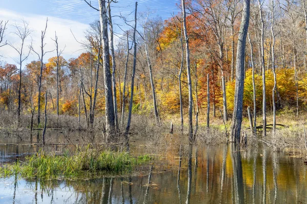 Colorful Fall Foliage Surrounds Swampy Area Indiana — Stock Photo, Image