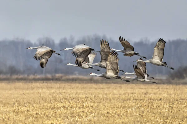 Sandhill Cranes Take Masse Indiana Cornfield Late Fall — Stock Photo, Image