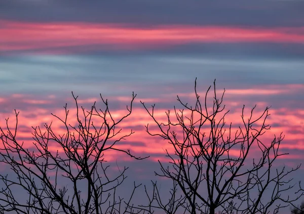 Ramas Árboles Sin Hojas Silueta Por Cielo Colorido Dramático Puesta — Foto de Stock