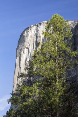 Yosemite Milli Parkı'nın ikonik granit monolith El Capitan, en sevdiğim bir California kaya tırmanış adında uzun boylu bir evergreen sabah ışığında parlayan tarafından fronted.