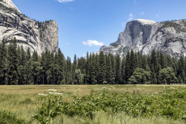 İkonik Half Dome Zirvesi bir çayır Yosemite Vadisi'nden kat, Kaliforniya üzerinde doğru görüntülenir.