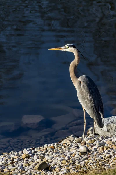 Modrá Heron na okraji — Stock fotografie