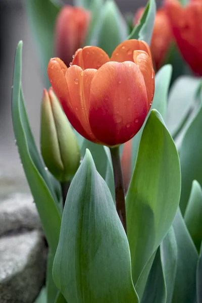 Tulipán naranja húmedo — Foto de Stock