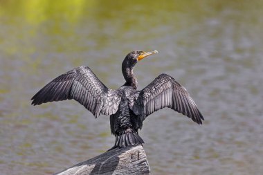Karabatak kanatları kurur