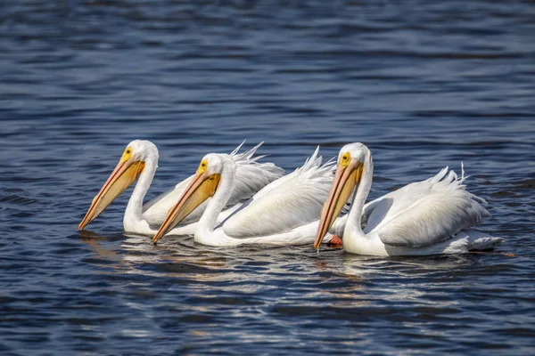 Beyaz Pelikan balıkçı Trio — Stok fotoğraf