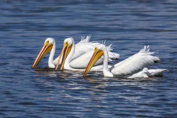 Tre amerikanska vita Pelicans — Stockfoto