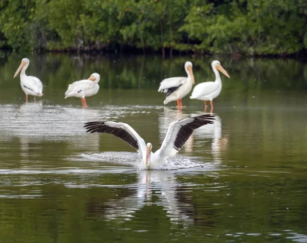 Witte pelikaan maakt een splash — Stockfoto