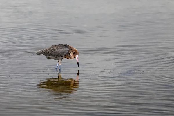 Czerwonawy egret na polowanie — Zdjęcie stockowe