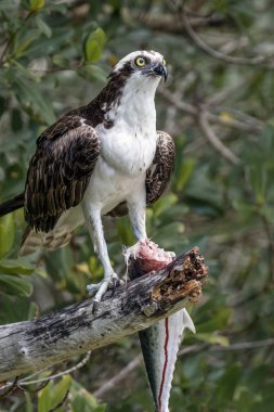 İspanyol Uskumru ile Osprey