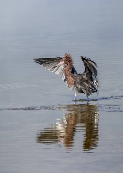 Gekke vogel-roodachtig zilverreiger — Stockfoto