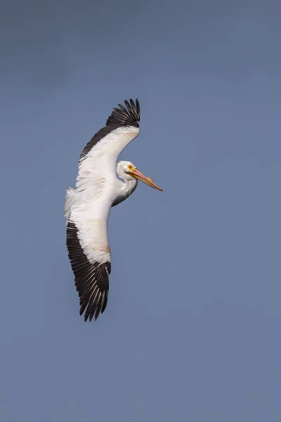 Pélican blanc Aerobatics — Photo