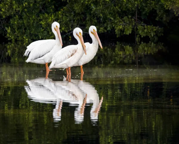 Trio Pelicano Branco Reflexo — Fotografia de Stock