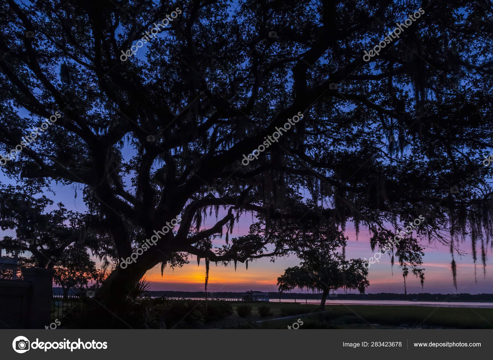 Spanish Moss Tree Silhouette