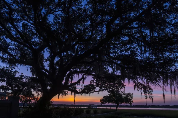 Large Oak Tree Spanish Moss Hanging Spreading Branches Silhouetted Dramatic — Stock Photo, Image