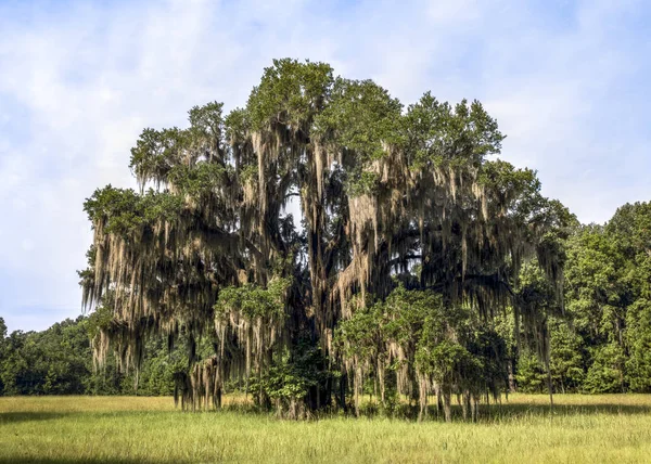 Low Country Oak with Spanish Moss — Stock Photo, Image