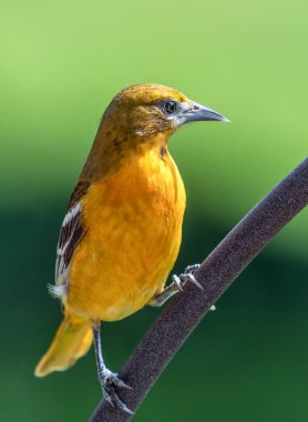 Altın turuncu dişi Baltimore Oriole kuşu kıvrımlı bir demir parçanın üzerinde duruyor..