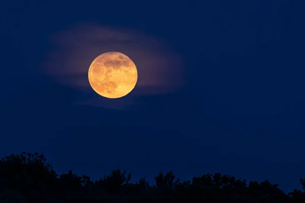 Pełnia Księżyca Wschodzi Przez Chmury Nad Wierzchołkami Drzew Nocnym Niebie — Zdjęcie stockowe