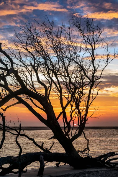 Tree Branches Silhouette Dramatic Sunrise Sky Atlantic Ocean Folly Beach — Stock Photo, Image