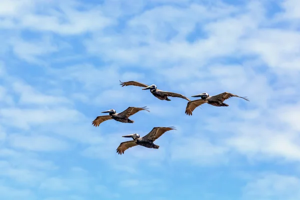 Vier Braune Pelikane Fliegen Formation Vor Wolkenlosem Blauen Himmel — Stockfoto