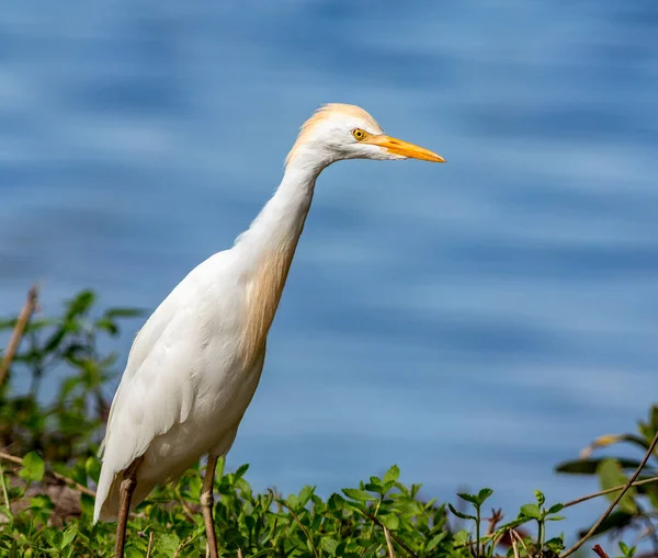 A cattle egret bird, stands on the edge of a brackish pond in Ding Darling National Wildlife Refuge on Sanibel Island, Florida.