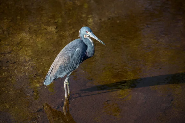 Beautiful Tricolored Heron Bird Wades Shallow Water Ding Darling National — Stock Photo, Image