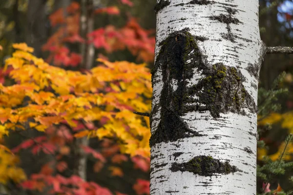 Textured White Birch Tree Trunk Backed Beautiful Fall Foliage Colors — Stock Photo, Image