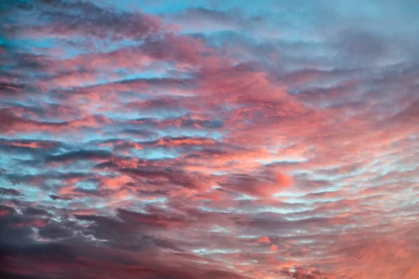 Cielo Azul Está Cubierto Hermosas Nubes Colores Rosados Atardecer — Foto de Stock