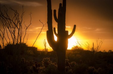 Arizona çöl manzara, Saguaro kaktüs ağaç yanan sabah gündoğumu çerçeveleme,